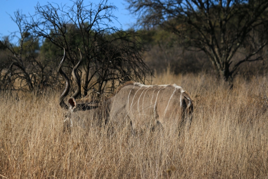 Commercial Property for Sale in Lekwena Wildlife Estate North West